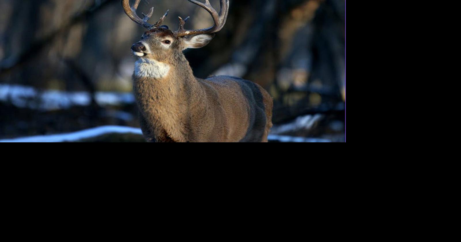 Minnesota bowhunters are taking deer at nearly twice last year's pace Dave Orrick, Star Tribune Oct 14, 2026 59 mins ago