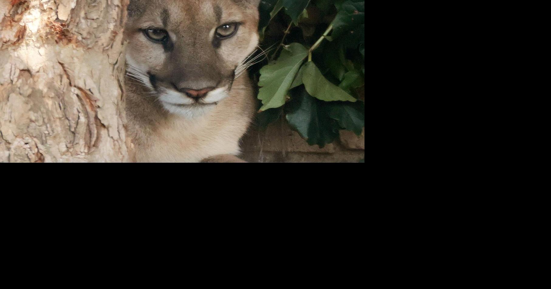 Mountain lions stall plan to build 400 residences on LA golf course Roger Vincent, Los Angeles Times Aug 22, 2026 24 mins ago