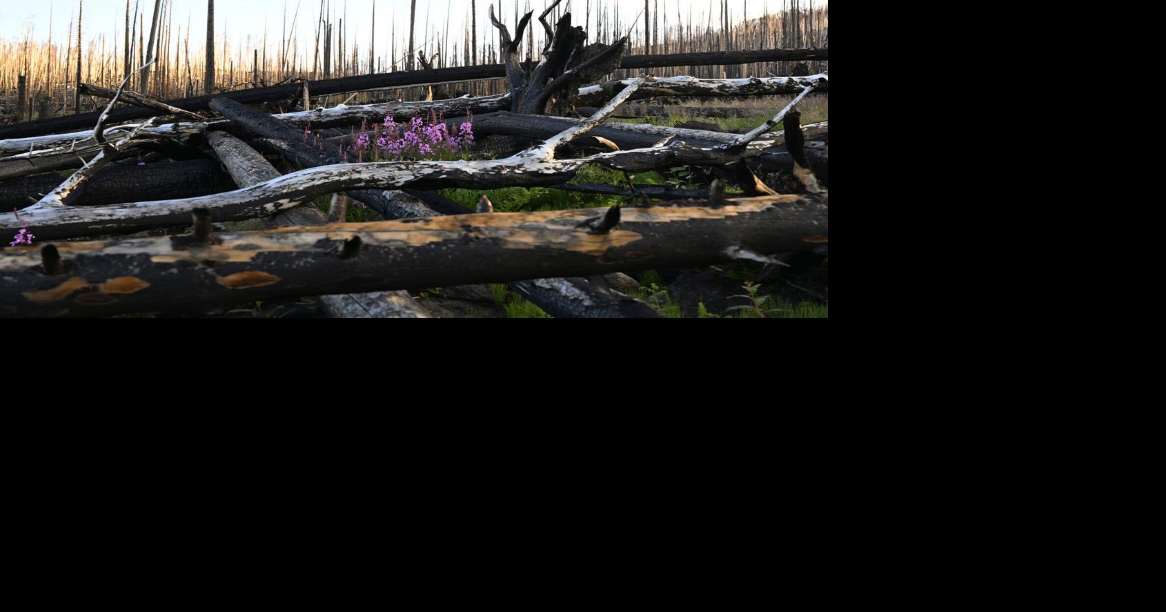 Large, fast-burning wildfires are making it hard for Colorado forests to recover Noelle Phillips, The Denver Post Sep 9, 2026 58 mins ago