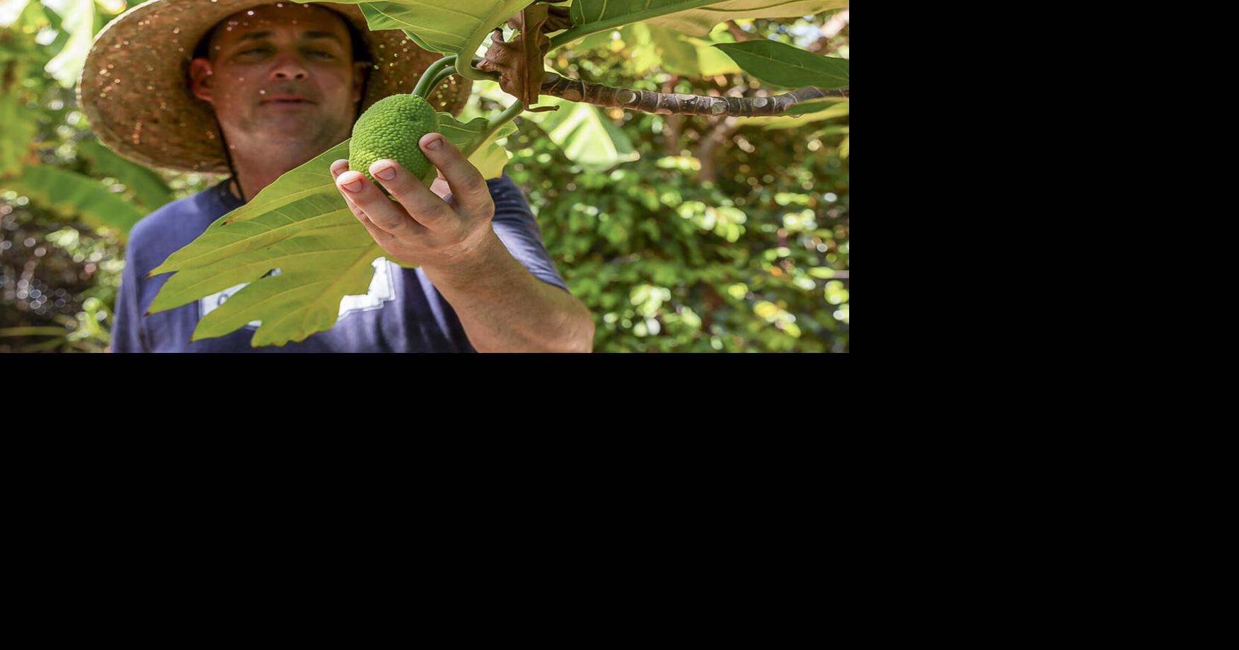 Climate change has given this tropical fruit a warm welcome in Florida yards
