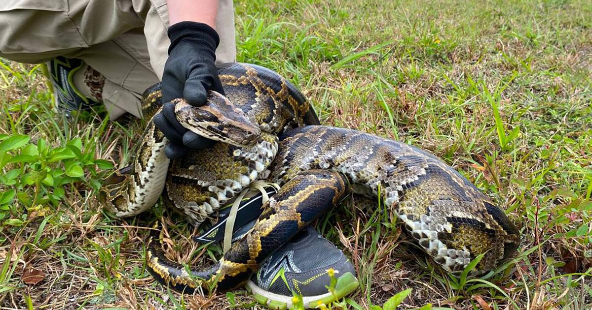 Florida wildlife officers kill more than 30 snakes at a reptile facility, video shows | News