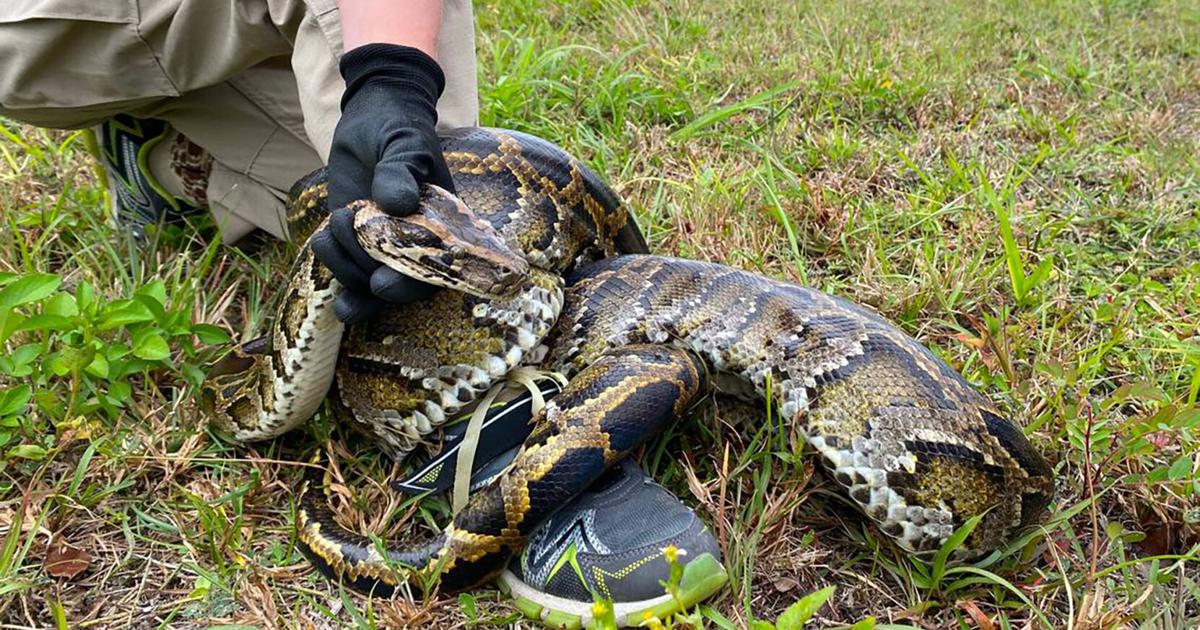 Florida wildlife officers kill more than 30 snakes at a reptile facility, video shows | News Florida wildlife officers kill more than 30 snakes at a reptile facility, video shows | News