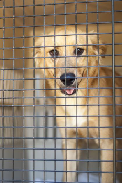 Volunteer Donates Time Money To Give Pups Second Chance Life
