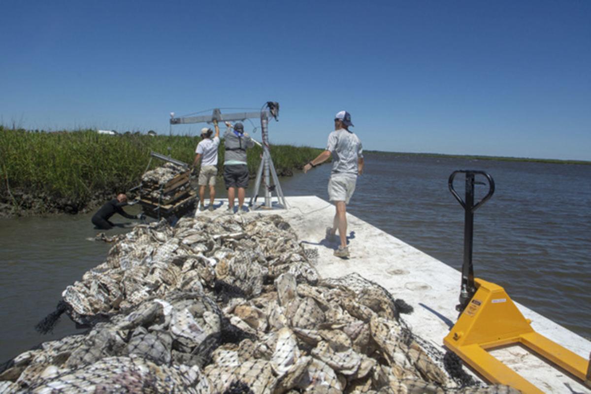 CRD completes first phase of oyster bed restoration project Local