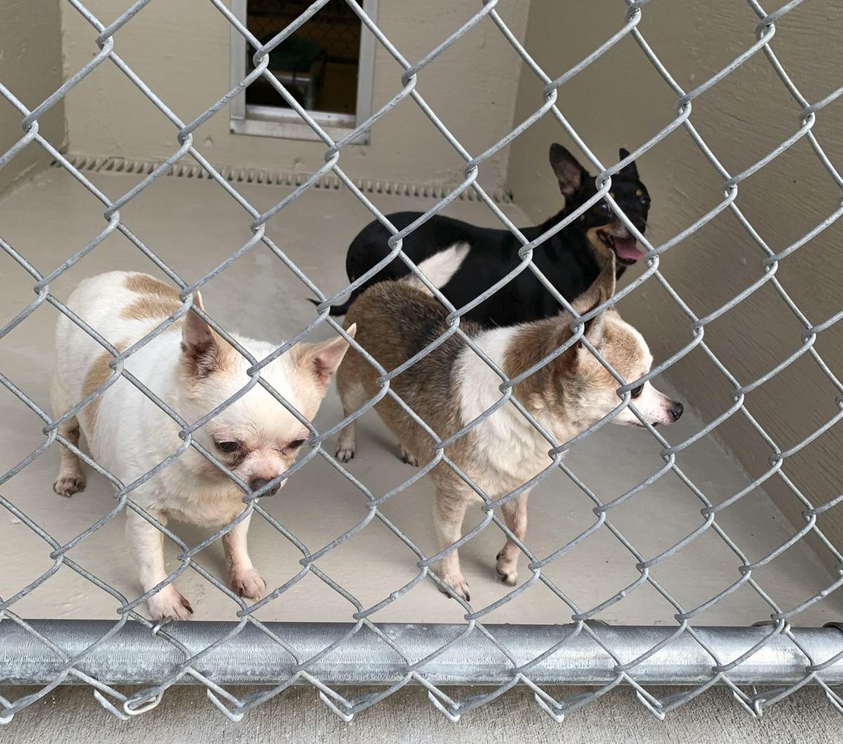 Humane society takes refugee dogs from Louisiana Local News The