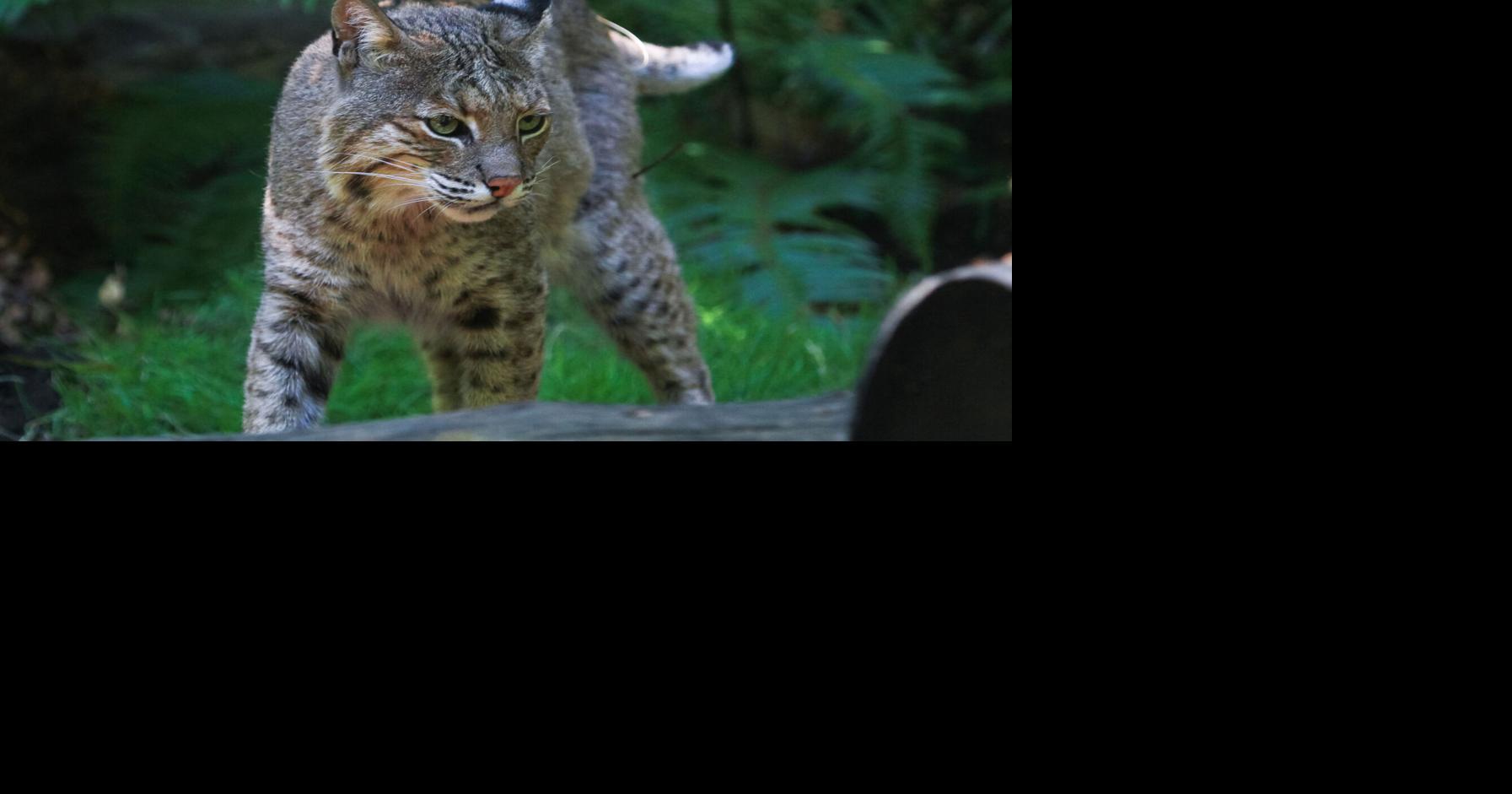 Bobcats are native the U.S. and some parts of Canada and Mexico.