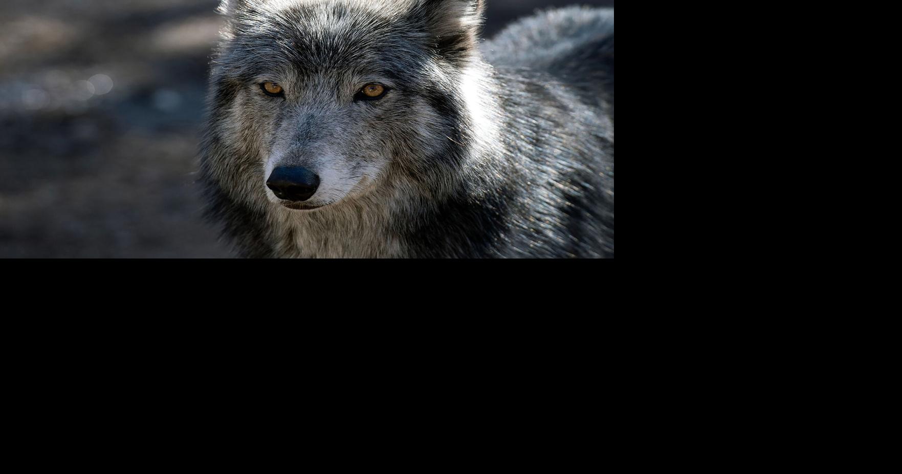 After more than 100 years, gray wolves reappear in Giant Sequoia ...