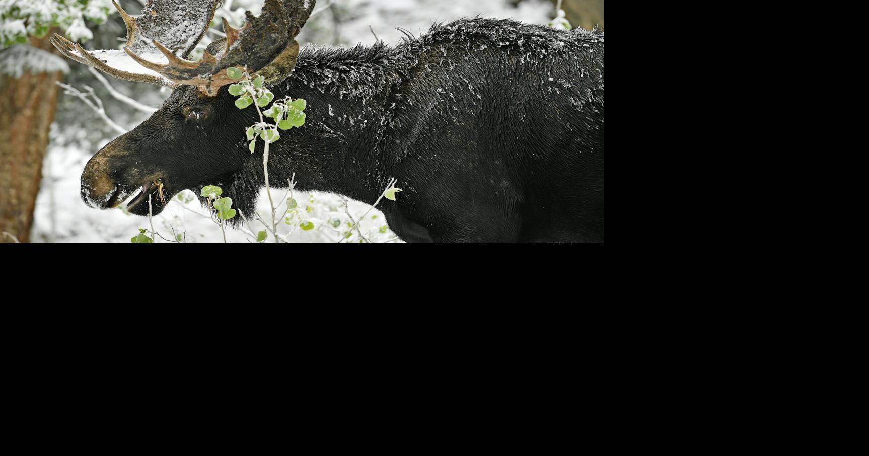 Moose attacks dog walker in Colorado mountains near Winter Park Lauren Penington, The Denver Post May 27, 2026 1 hr ago