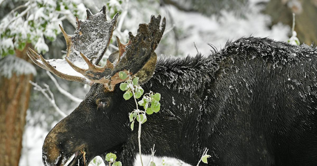 Moose attacks dog walker in Colorado mountains near Winter Park Lauren Penington, The Denver Post May 27, 2026 1 hr ago