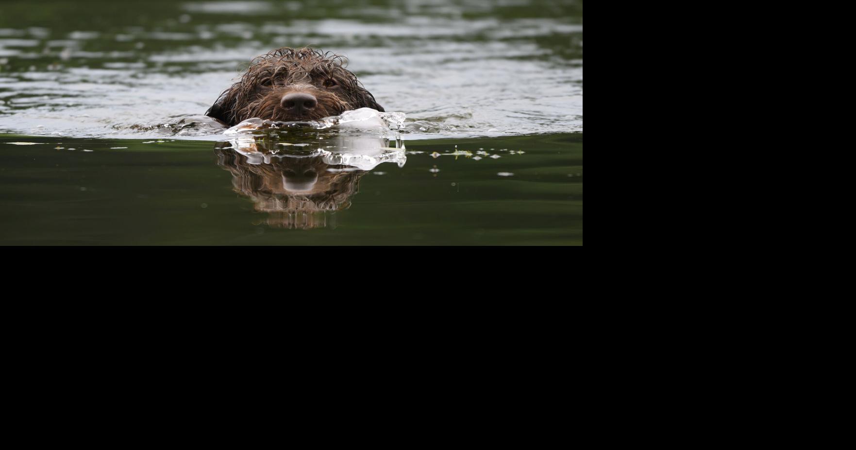Norman, a 4- year old Wirehaired Pointing Griffon, retrieves a training bumper from the pond while taking part in a long-jump activity on Aug. 7, 2026, at Game Fair in Ramsey, Minnesota.