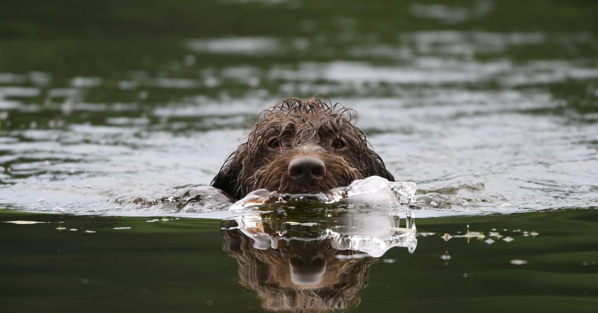 Norman, a 4- year old Wirehaired Pointing Griffon, retrieves a training bumper from the pond while taking part in a long-jump activity on Aug. 7, 2026, at Game Fair in Ramsey, Minnesota.