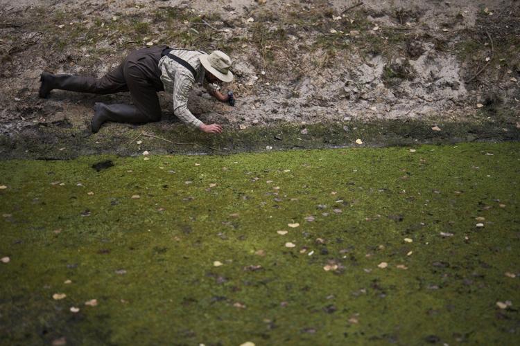 Photos of red-legged frog, which conservationists are working to restore to its California habitat