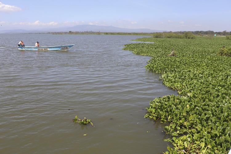How the invasive water hyacinth is threatening fishermen's livelihoods on a popular Kenyan lake
