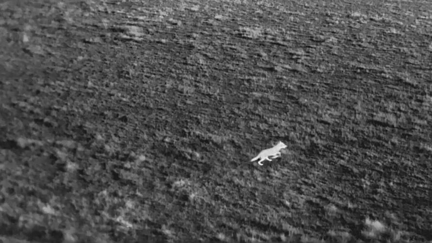 Drones blasting AC/DC and Scarlett Johansson are helping biologists protect cattle from wolves