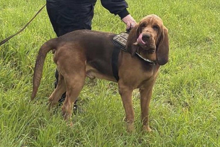 Italy outraged at killing of heroic police bloodhound, found dead after eating food laced with nails