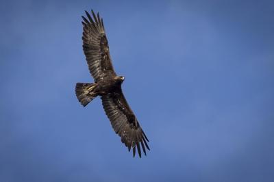 Montana man convicted of killing eagles is sentenced to 3 years in prison for related gun violations