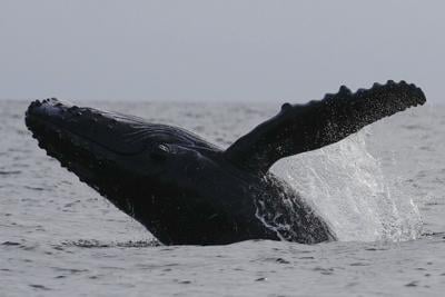 Passengers on B.C. whale watching boat hurt after 'surprise encounter' with humpback