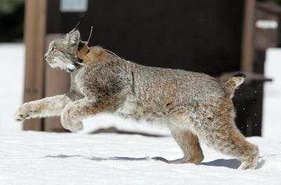 Alberta forestry minister says wolverine, lynx trapping limits lifted to gather data