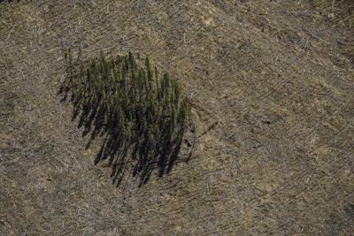 Federal review of forestry sector emissions falling short, environmental groups warn