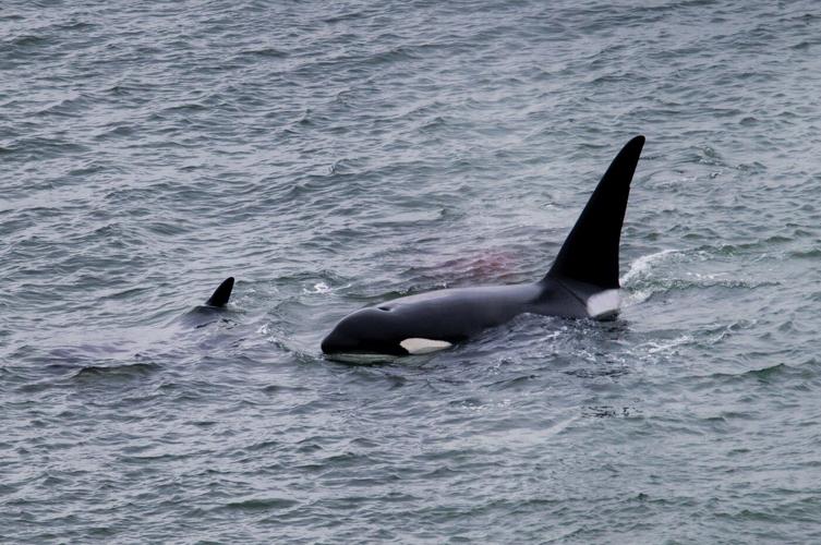 How Vancouver's urban orcas create connections and community among followers