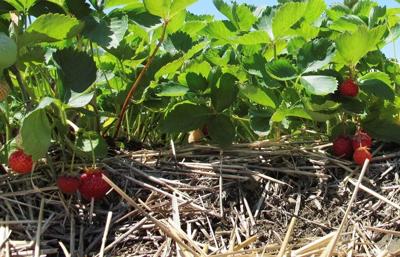 La cicadelle aiderait à prévoir l'impact du climat sur l'agriculture, dit une étude