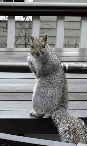 How to humanely deal with pests without using cruel traps or harmful chemicals