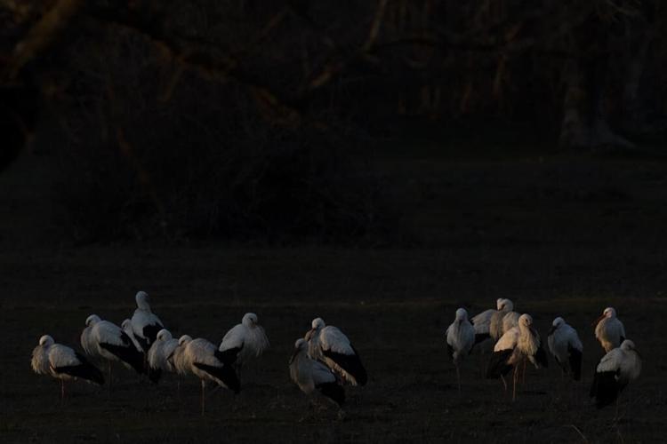In Spain, storks' trash diet driven by climate change