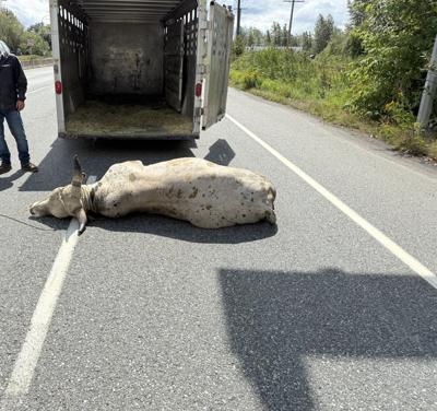 Loose bull forces highway closure in Abbotsford, B.C.