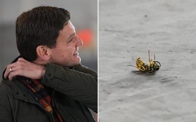 Wasp in fatal encounter with David Eby on B.C. campaign trail