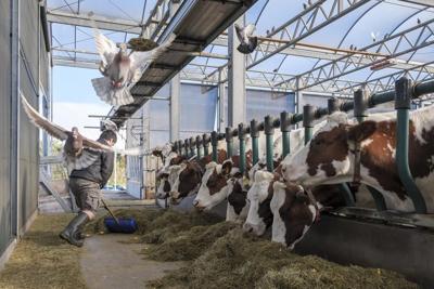 Cows in Rotterdam harbor, seedlings on rafts in India; are floating farms the future?