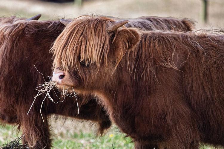 Pair of shaggy Highland cattle making their debut at the Toronto Zoo