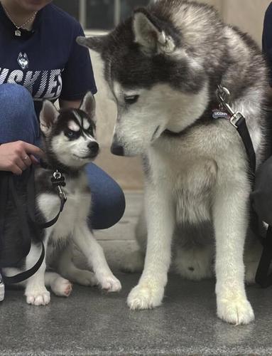 UConn introduces Siberian husky pup Jonathan XV as the school's next mascot