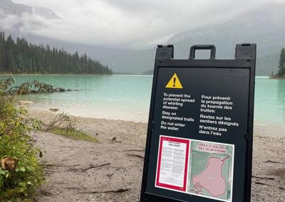 Colombie-Britannique: une maladie pourrait décimer les bancs de truites et de saumons