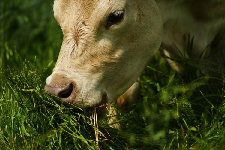 Solar ranch in Tennessee aims to prove grazing cattle under the panels is a farmland win-win