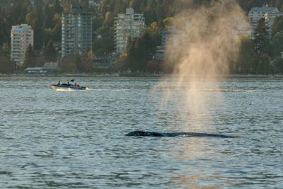 Ottawa proposes $164M in whale protection funding for waters off B.C. coast