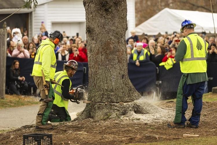 A green giant: This year's 74-foot Rockefeller Christmas tree is en route from Massachusetts