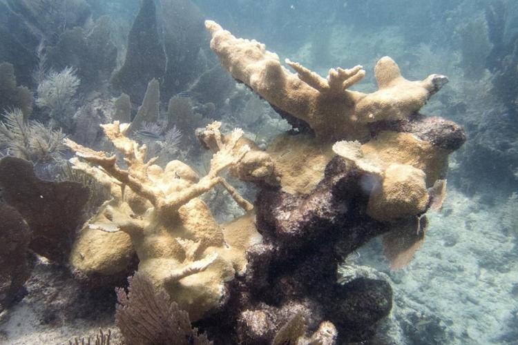 Scientists: Florida Keys coral reefs are already bleaching as water temperatures hit record highs