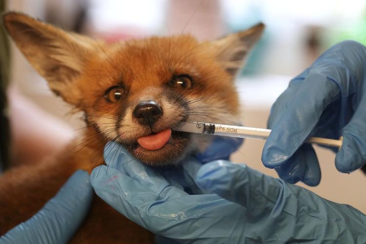 When a fox says ‘help’ in London, there’s often an ambulance on its way