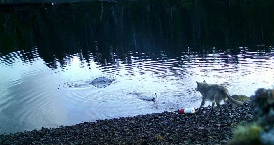 B.C. wolves use line to pull up crab traps in first possible tool use by species
