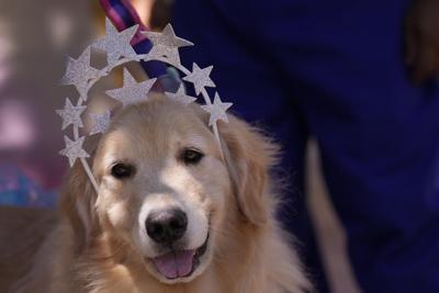 Dogs in glittery costumes parade in Rio de Janeiro as pet lovers kick off Carnival
