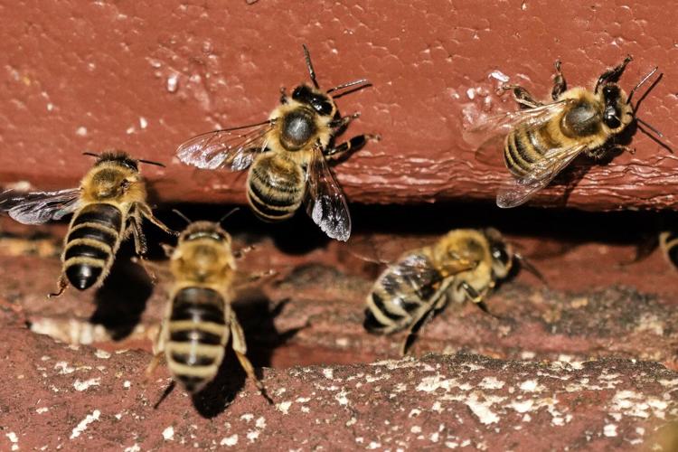 On 'World Bee Day,' the bees did not seem bothered. They should be
