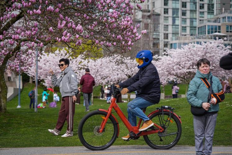 Photo Gallery: Vancouver's famous cherry blossoms out in full bloom