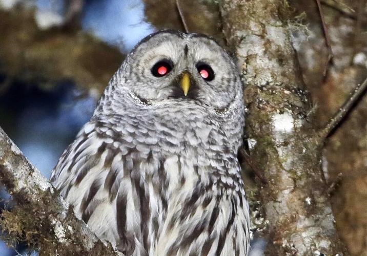To save spotted owls, US officials plan to kill hundreds of thousands of another owl species