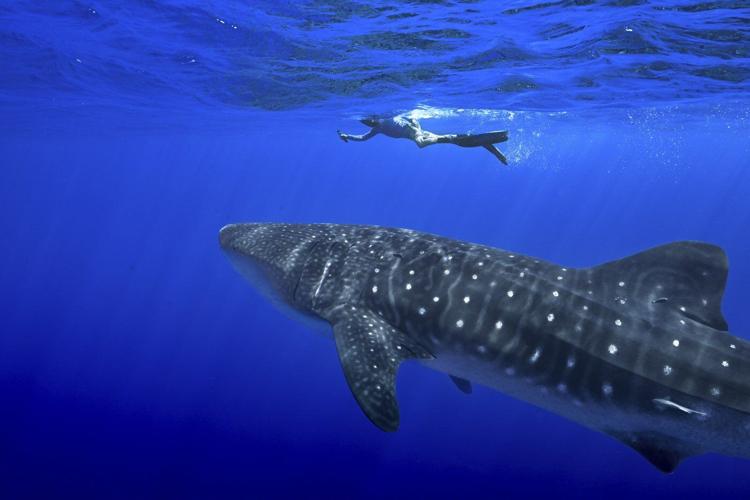 Where do whale sharks mate? The search to learn where the magic happens for the world's biggest fish