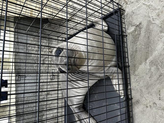 Baby seal stabbed on Oregon coast prompts search for suspect