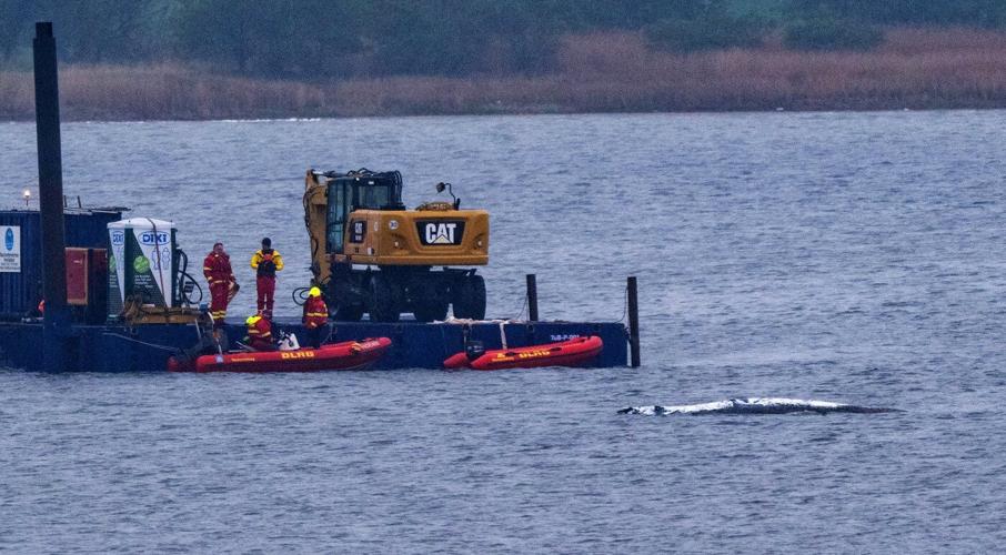 Here's what to know about Timmy, the humpback whale that's sick and stranded in the Baltic Sea