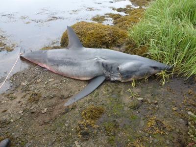 Remains of large, shortfin mako shark found in eastern Nova Scotia