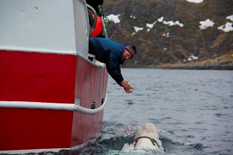 A celebrity 'Russian spy' whale spotted with harness found dead in Norwegian waters