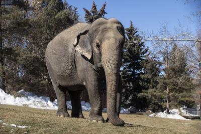 Le Canada limitera la captivité des éléphants et des singes au pays