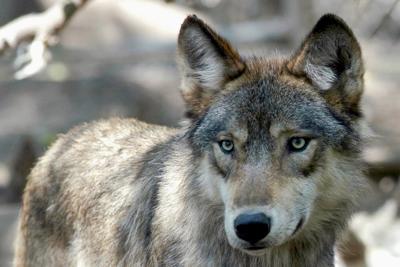 Operation underway to capture B.C. wolves for relocation in Colorado